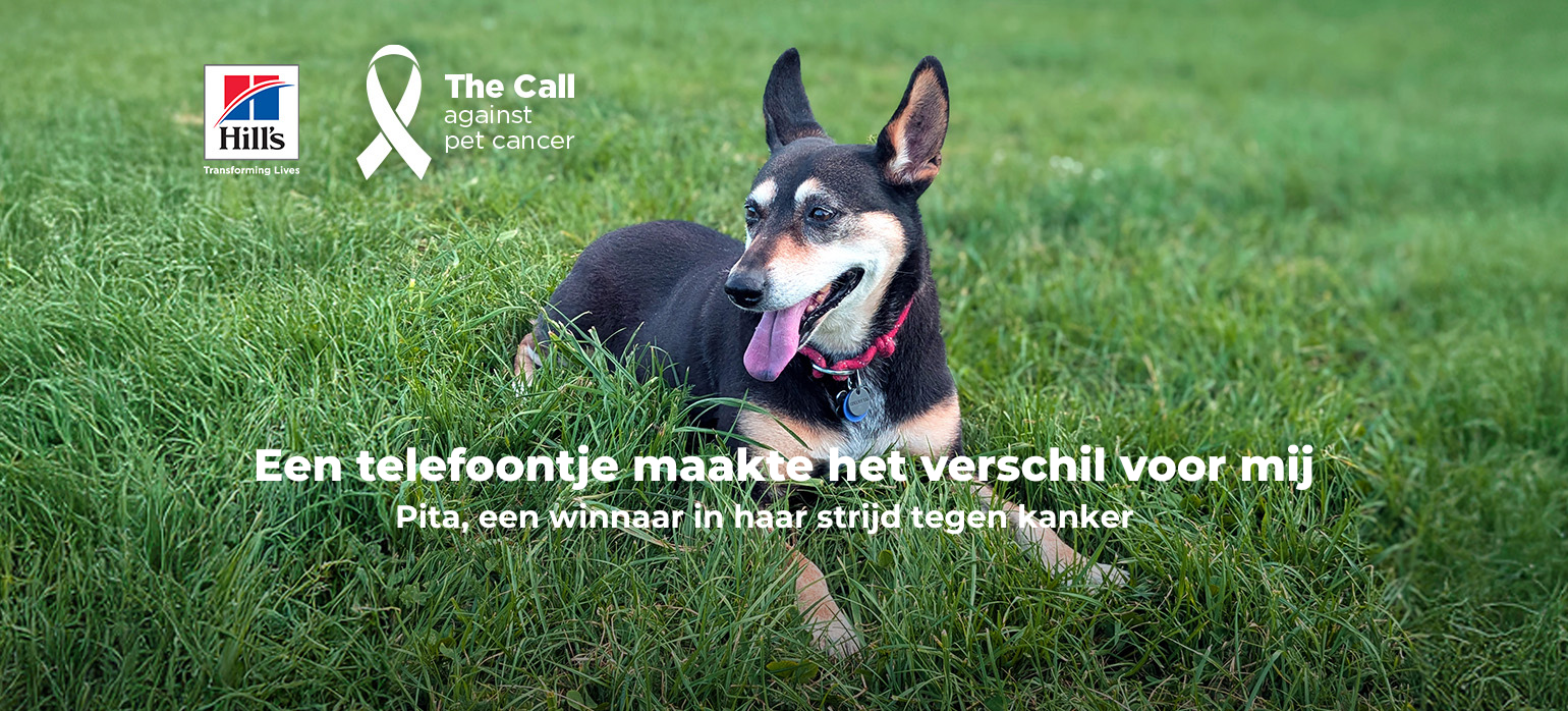 dog reaching paw out to owner on a dock